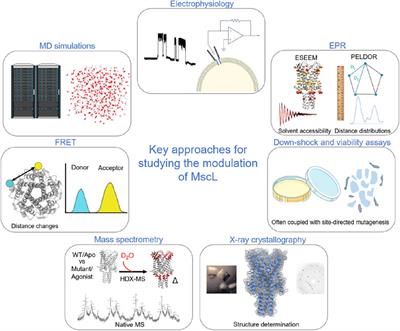 Approaches for the modulation of mechanosensitive MscL channel pores